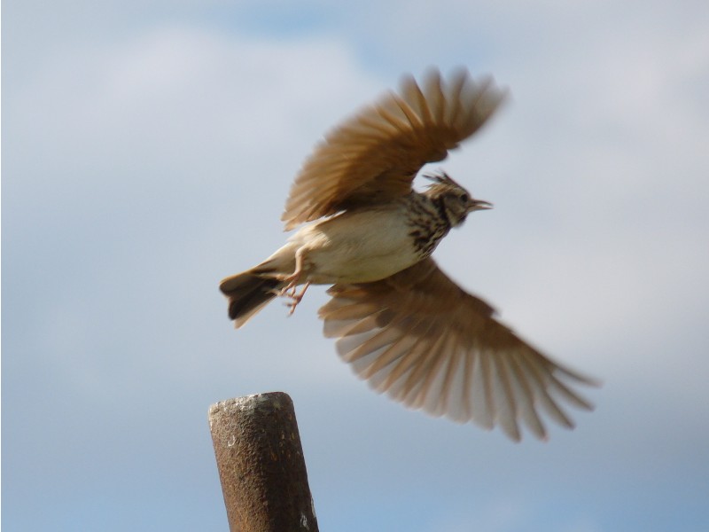 U'' ciceron'' (cappellaccia)